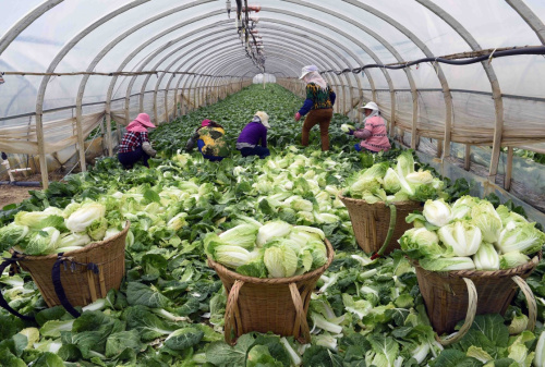 云南寻甸:高原蔬菜种植助农民增收